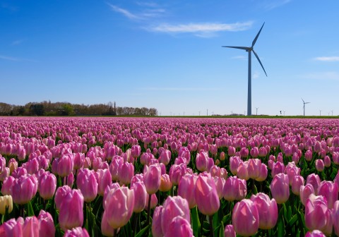 Woning verhuren in Flevoland